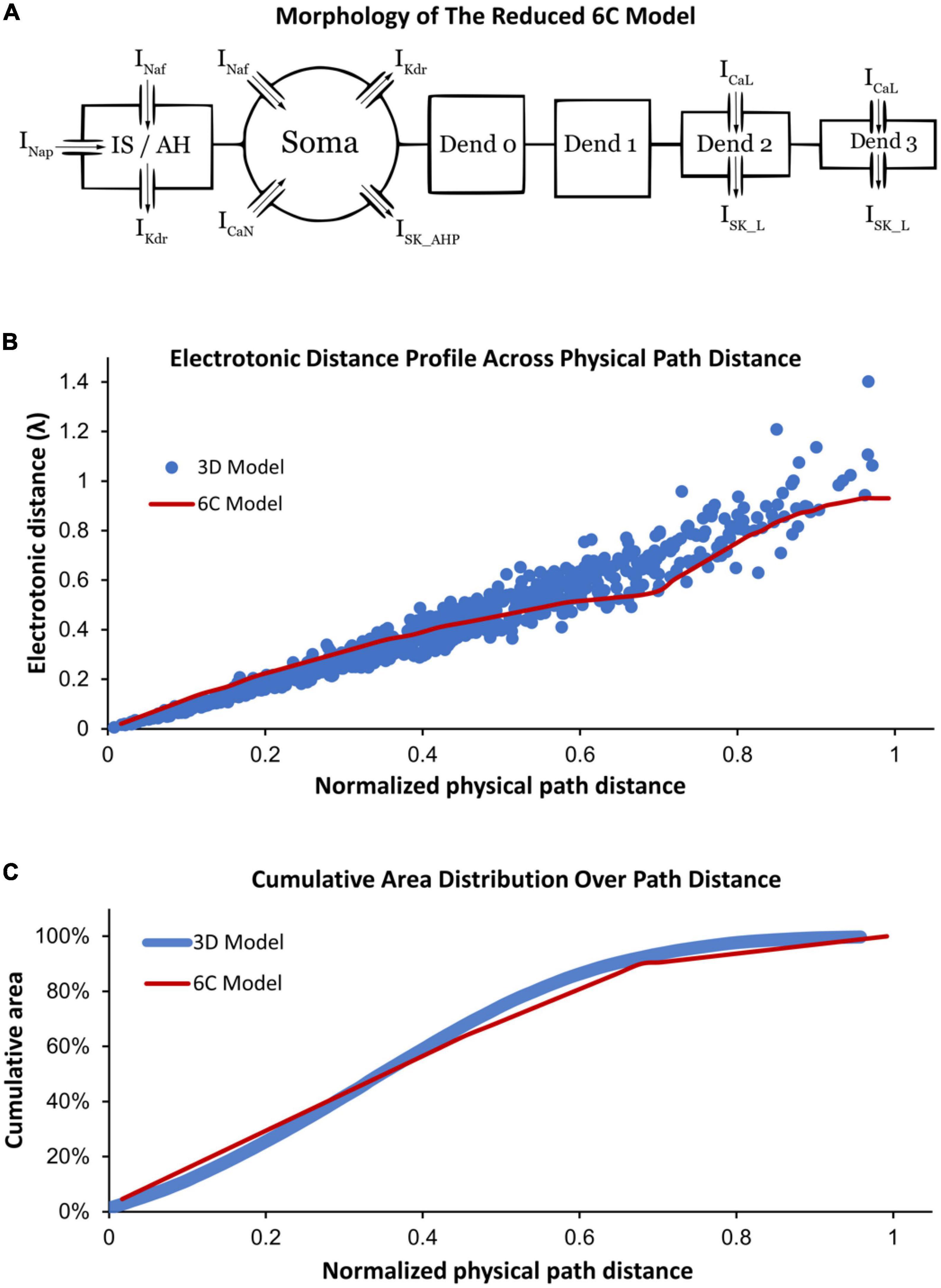 Bifurcation analysis of motoneuronal excitability mechanisms under normal and ALS conditions